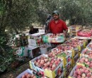 غزة تنتج سنويا 2100 طن من محصول الخوخ