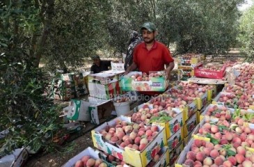 غزة تنتج سنويا 2100 طن من محصول الخوخ