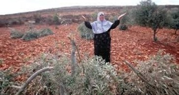 مستوطنون يقطعون 350 شجرة زيتون في قرية جيت شرق قلقيلية